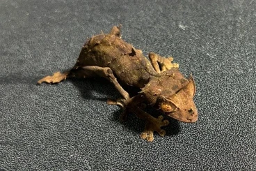 Geckos kaufen und verkaufen Photo: uroplatus ebenaui available