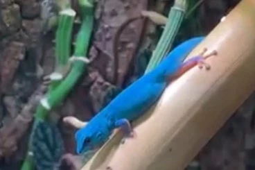 Geckos kaufen und verkaufen Foto: Pair of Lygodactylus williamsi