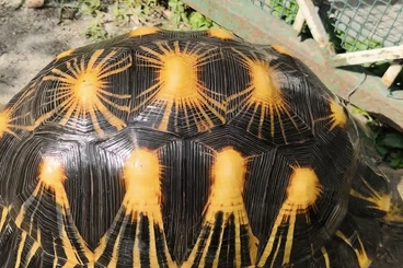 Tortoises kaufen und verkaufen Photo: Astrochelys radiata – Adult male 8.5 kg
