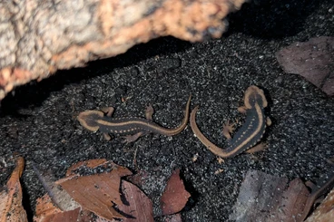 Molche kaufen und verkaufen Foto: Chinesischer Krokodilmolch / Tylototriton Shanjing