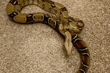 Boas kaufen und verkaufen Photo: 1.1 Boa Constrictor Guyana NZ 2022