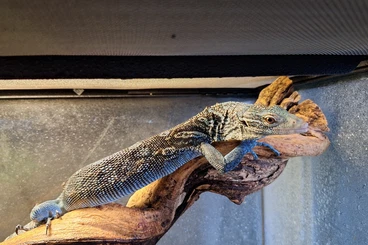 Echsen  kaufen und verkaufen Foto: 1.0 varanus macraei cb2023