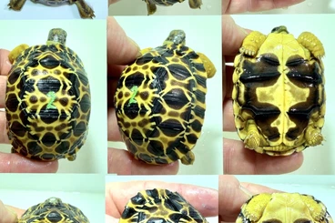 Turtles and Tortoises kaufen und verkaufen Photo: Astrochelys radiata NZ 2024/2025 – mit EU-Bescheinigung (Artikel 10)