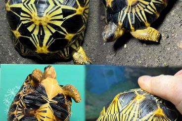 Turtles and Tortoises kaufen und verkaufen Photo: Astrochelys radiata NZ 2023 – mit EU-Bescheinigung (CITES)