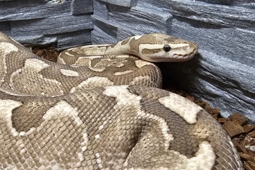 Ball Pythons kaufen und verkaufen Photo: Königspython in Liebhaberhand zu verkaufen