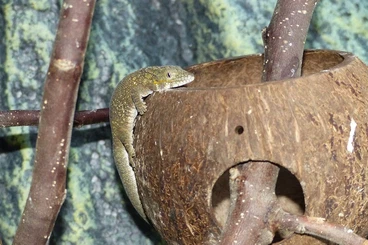 Geckos kaufen und verkaufen Photo: Eurydactylodes agricolae & Rhacodactylus auriculatus