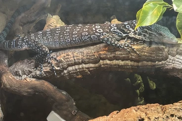 Monitor lizards kaufen und verkaufen Photo: Varanus Macraei 1.0 (NZ 05/24)