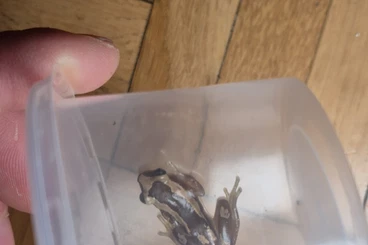 frogs kaufen und verkaufen Photo: Looking for Afrixalus dorsalis