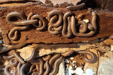 other Arthropoda kaufen und verkaufen Photo: Telodeinopus Aoutii  um die 13 cm aus Africa