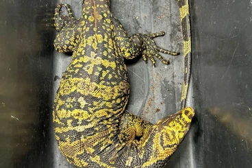 Warane kaufen und verkaufen Foto: Varanus cumingi male 2018