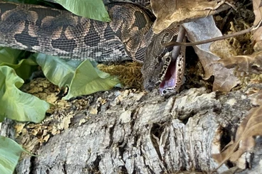 Boas kaufen und verkaufen Photo: Dumeril’s Boa (Acrantophis dumerili) – 1.0 male – born June 2021