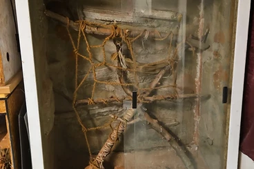 Bearded dragons kaufen und verkaufen Photo: Bartagame weiblich mit Terrarium