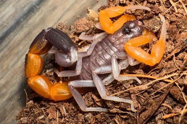 Spinnen und Skorpione kaufen und verkaufen Foto: Teruelius flavopiceus and more scorpions for Hamm