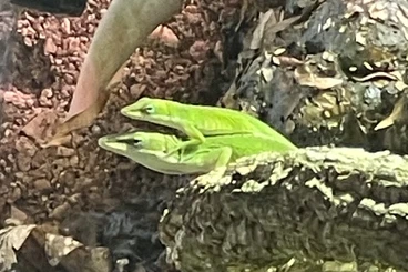 andere Echsen kaufen und verkaufen Foto: Anolis carolinensis 2.0, Rotkehlanolis