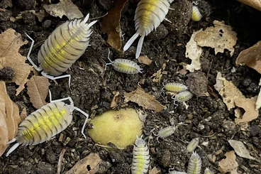 Crustraceae non aquatic kaufen und verkaufen Photo: Verschiedene Asseln / Tausendfüßern