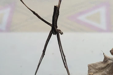 other spiders kaufen und verkaufen Photo: Asianopis aspectans 2.0