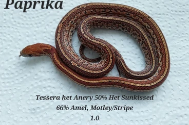 Nattern ungiftige  kaufen und verkaufen Foto: Kornnatter NZ25 Anfänger geeignet