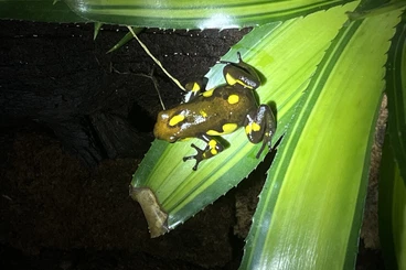 Poison dart frogs kaufen und verkaufen Photo: O. histrionica „Playa de Oro“ Paar