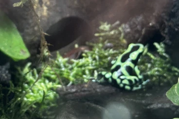 Poison dart frogs kaufen und verkaufen Photo: Biete 1.0 Dendrobatus auratus Karibik (nominat)