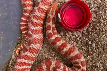 Colubrids kaufen und verkaufen Photo: Phoenix red and extreme red albino hognose