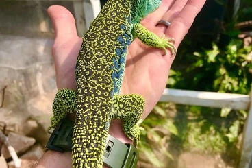 andere Echsen kaufen und verkaufen Foto: Lacertids- Timon lepidus and Lacerta trilineata