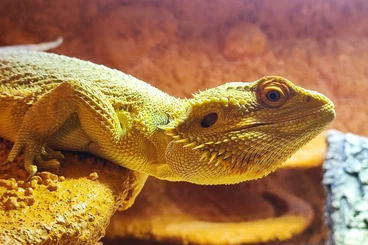 Bearded dragons kaufen und verkaufen Photo: Bartagame (männlich, ca. 4,5 Jahre) gesund, aktiv & winterruheerfahren