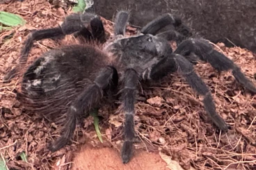 - bird spiders kaufen und verkaufen Photo: Lasiocyano/Pterinopelma Sazimai, unbestimmt, ca 3cm KL