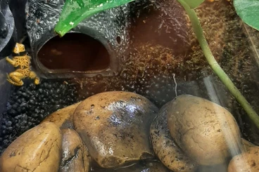 frogs kaufen und verkaufen Photo: Dendrobates leucomelas bolivar