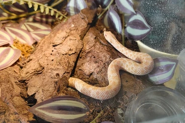 Giftschlangen kaufen und verkaufen Foto: 1.0 H. nasicus Albino 2024 DNZ
