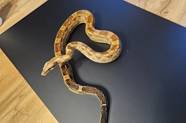 Boas kaufen und verkaufen Photo: BOA IMG VPI MOTLEY,IMG VPI,IMG MOTLEY,FIRE AND MORE