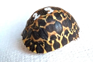 Tortoises kaufen und verkaufen Photo: Verkaufe junge Strahlenschildkröten ( astrochelys radiata ) 1-3 jährig