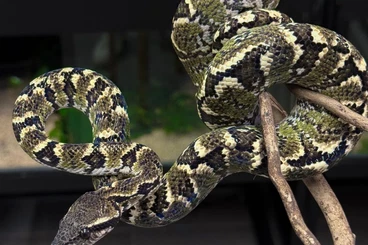 Boas kaufen und verkaufen Photo: 1.0 2023 pure green Sanzinia madagascariensis