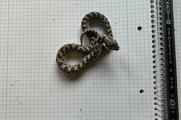 Snakes kaufen und verkaufen Photo: Heterodon nasicus Hakennasennatter