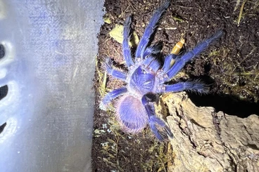 Spiders and Scorpions kaufen und verkaufen Photo: Pterinopelma sazimai 0.0.2