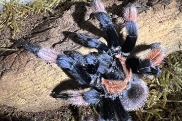 - bird spiders kaufen und verkaufen Photo: Brachypelma Emilia 1.0 mi RH