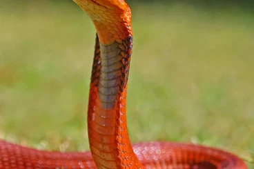 Giftschlangen kaufen und verkaufen Foto: 1.0 naja pallida 2023 - 2025 (or pair)