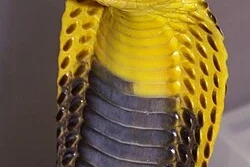 Giftschlangen kaufen und verkaufen Foto: 1.1 naja samarensis 2022-25