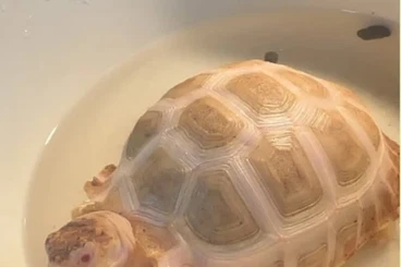 Landschildkröten kaufen und verkaufen Foto: Albino spornschildkröten Albino sulcata