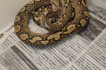 Snakes kaufen und verkaufen Photo: Netzpythons Malayopython reticulatus
