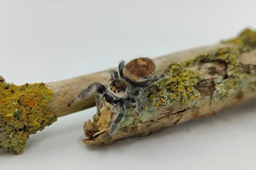 Spiders and Scorpions kaufen und verkaufen Photo: Phidippus regius "Apalchicola","Everglades","White Bahamas" Springspin