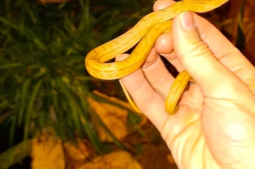 Nattern ungiftige  kaufen und verkaufen Foto: Élaphe carinata available