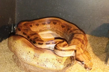 Boas kaufen und verkaufen Photo: Hypo Motley Blood 66% het.Albino