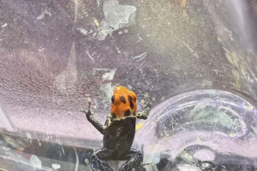 Pfeilgiftfrösche kaufen und verkaufen Foto: Ranitomeya fantastica true nominat