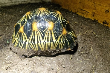 Schildkröten  kaufen und verkaufen Foto: Tartarughe esotiche e mediterranee