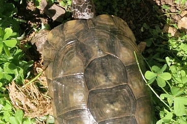 Turtles and Tortoises kaufen und verkaufen Photo: Exotic and land turtles available.
