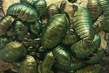 Insects kaufen und verkaufen Photo: Pseudoglomeris magnifica ....Hamm