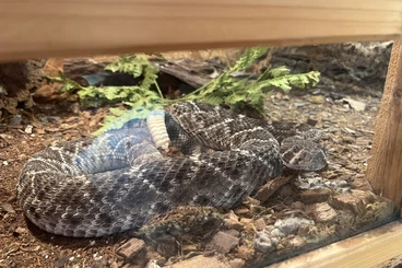 Giftschlangen kaufen und verkaufen Foto: Verkaufe Giftschlangen mit Terrarien