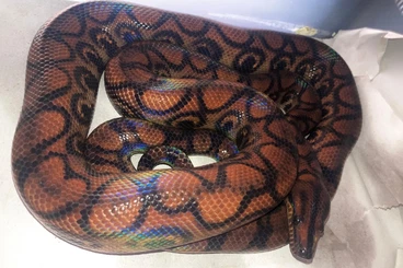 Boas kaufen und verkaufen Photo: BRAZILIAN RAINBOW BOA - EPICRATES CENCHRIA