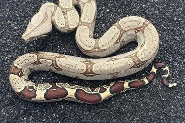 Boas kaufen und verkaufen Photo: Boa Constrictor Iquitos Peruvian Red Tail CB25