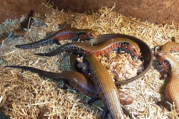 Echsen  kaufen und verkaufen Foto: African Animal Export Farm